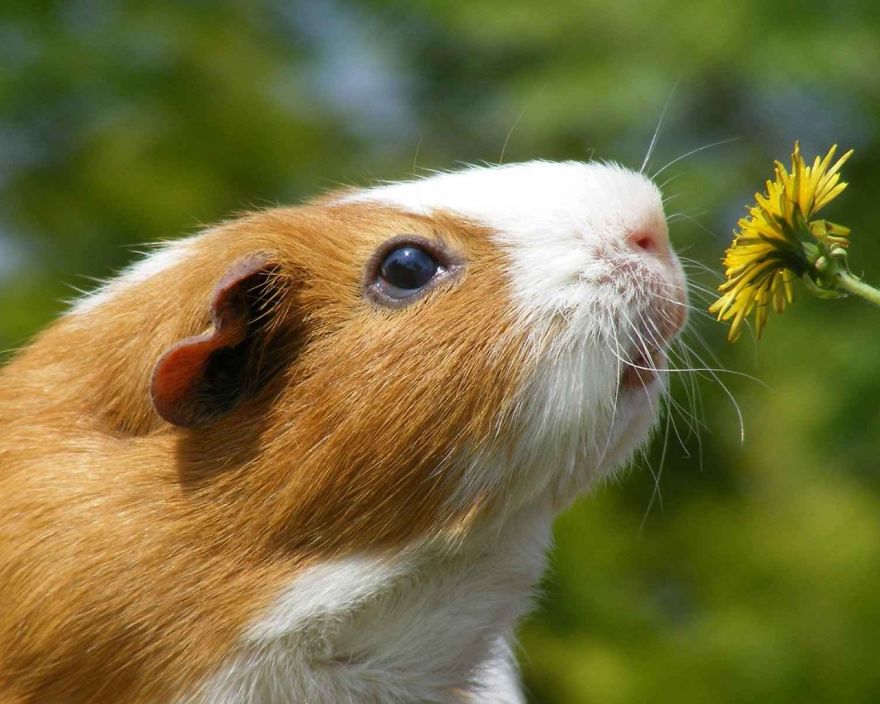 Guinea Pig Smelling Flowers
