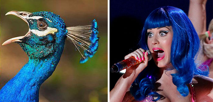 Peacock Looks Like Katy Perry