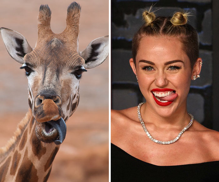 Giraffe Looks Like Miley Cyrus
