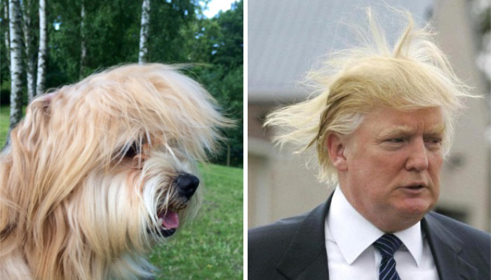 This Dog Looks Like Donald Trump