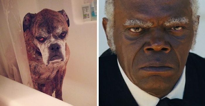 This Dog Looks Like Samuel L. Jackson