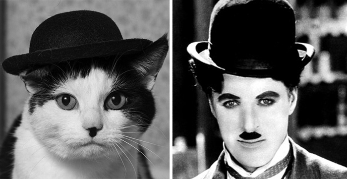 This Cat Looks Like Charlie Chaplin