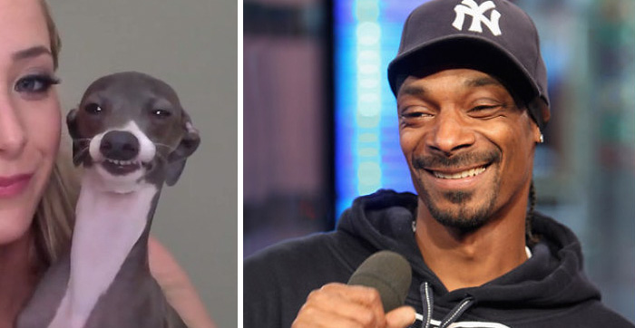 This Dog Looks Like Snoop Dogg