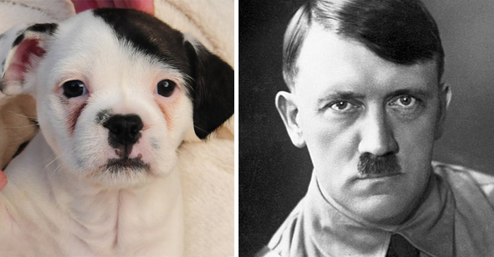 This Puppy Looks Like Adolf Hitler