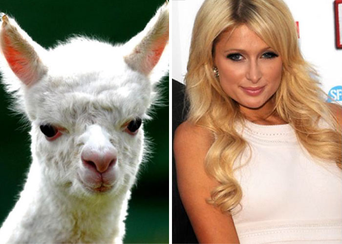 Alpaca Looks Like Paris Hilton