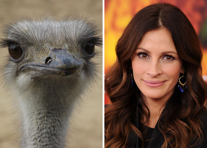 Ostrich Looks Like Julia Roberts