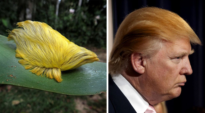 This Caterpillar Looks Like Donald Trump's Hair