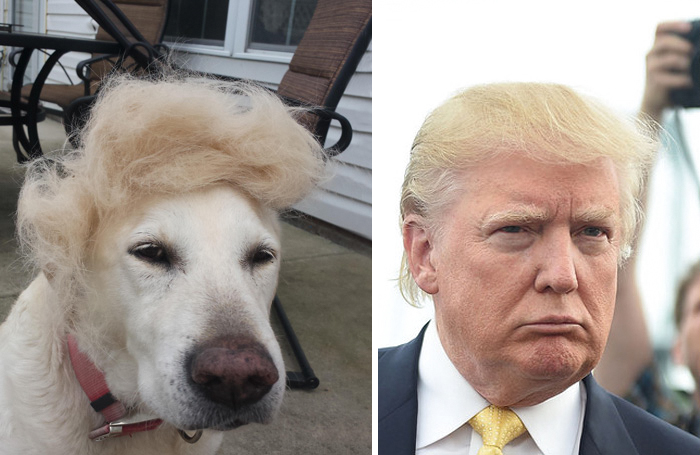This Dog Looks Like Donald Trump