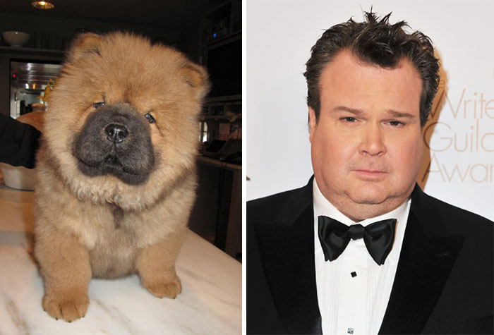 This Chow Chow Puppy Lokks Like Eric Stonestreet