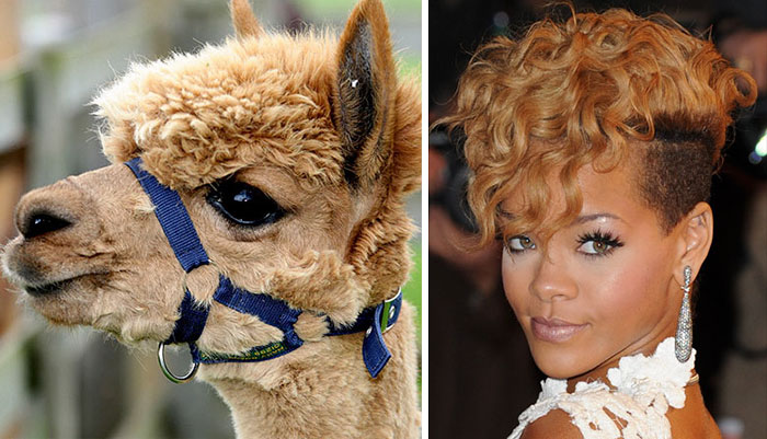 Alpaca Looks Like Rihanna