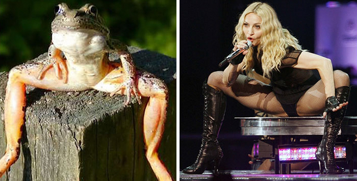 This Frog Looks Like Madonna