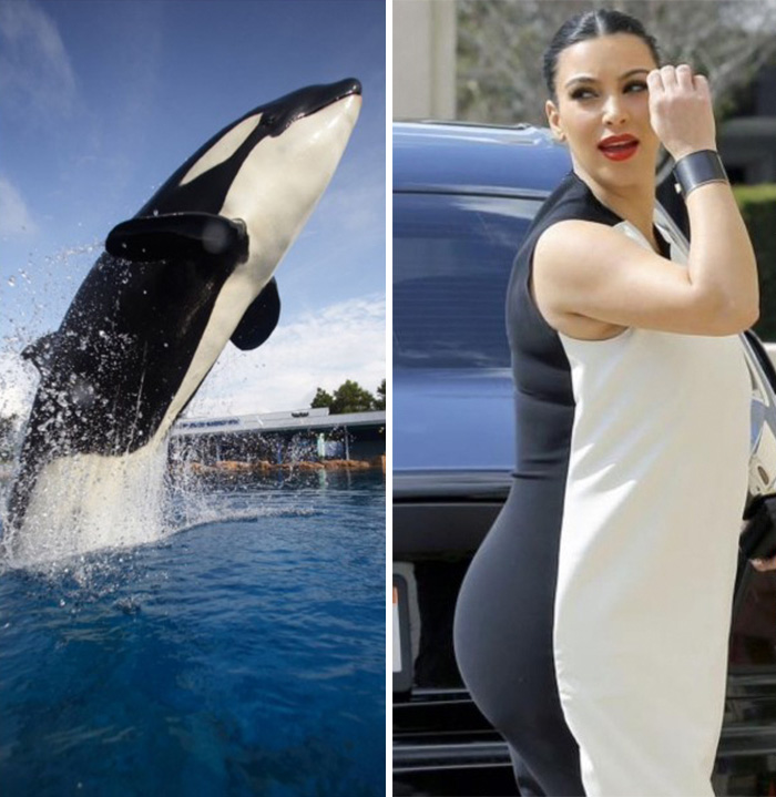 Killer Whale Looks Like Kim Kardashian