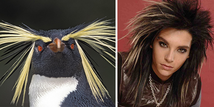 Southern Rockhopper Penguin Looks Like Bill Kaulitz