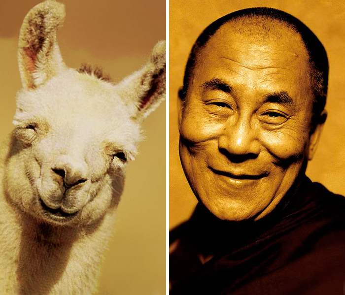 Happy Llama Looks Like Happy Dalai Lama