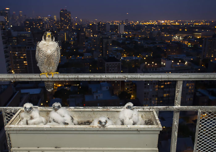 Chicago Photographer Has A New Family Take Over His Balcony