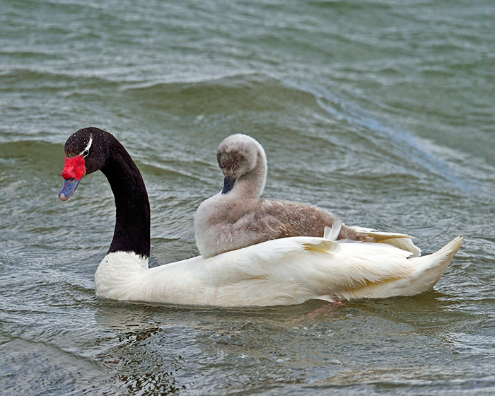 An Adult Black-Necked Swan Gives One Of Its Young Signets A Ride On Its Back