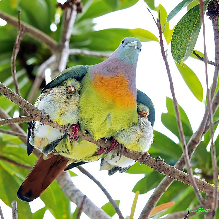 Under The Mother's Wings