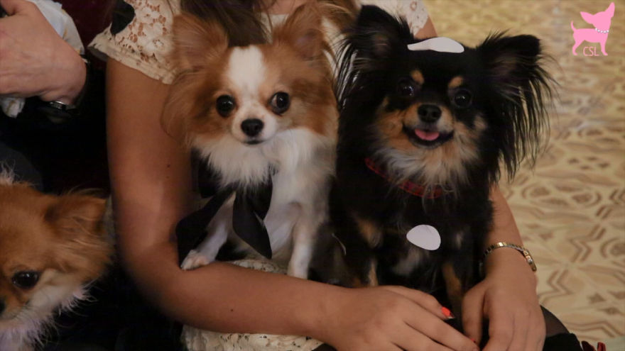 Cute Chihuahua Carnival