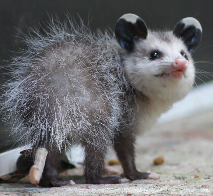 Cute Baby Possum