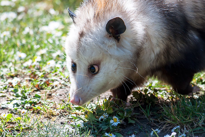 Lulu The Opossum
