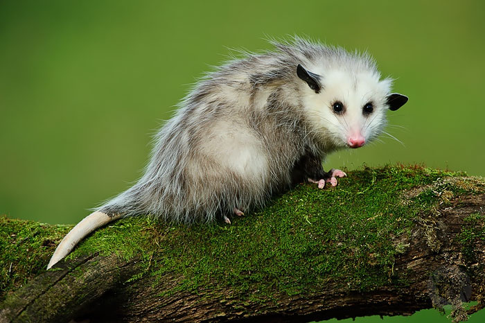Young Opossum On Mossy Log