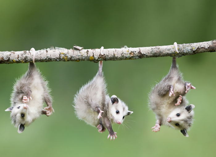 Baby Opossums Hanging From Branch