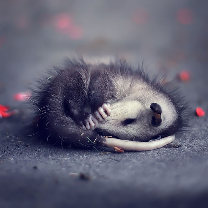 Orphaned Baby Possum Sleeping