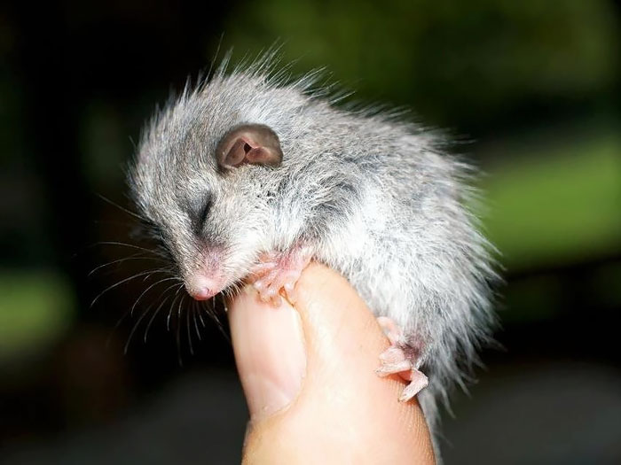 Not Everything In Australia Is Out To Kill, Meet Our Pygmy Possum