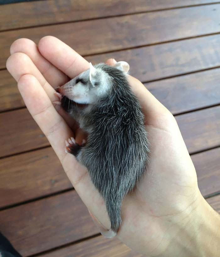 My Little Sister Found A Baby Opossum In Our Backyard