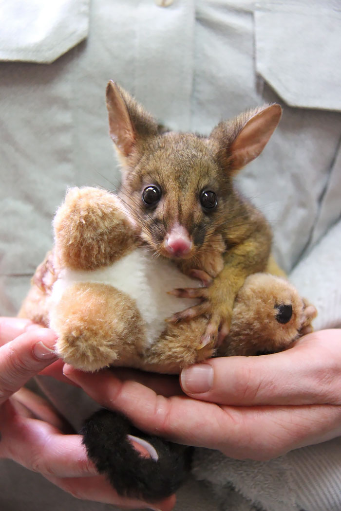 This Orphaned Baby Possum Won't Stop Hugging Its Toy Kangaroo