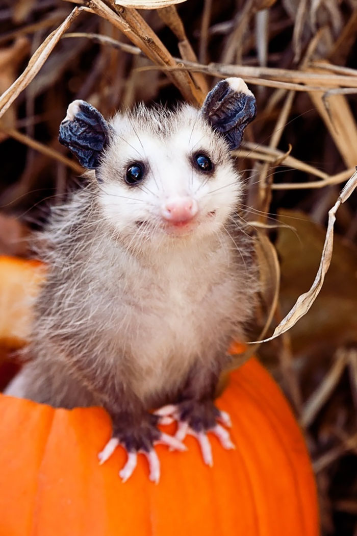 Cute Possum