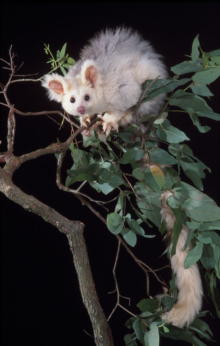 Greater Glider Possum