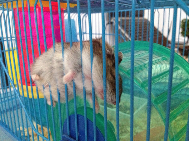 Bruce, My Hamster, Is Weird. Here's He Sleeping