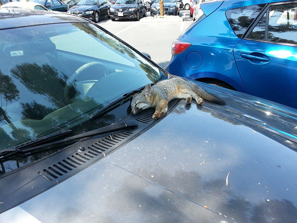 A Baby Fox Sleeping On A Car