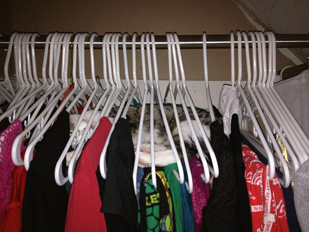 Cat Sleeping In Hangers