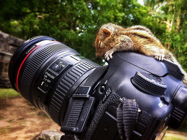 This Rescued Baby Squirrel Was Able To Rest On A Camera