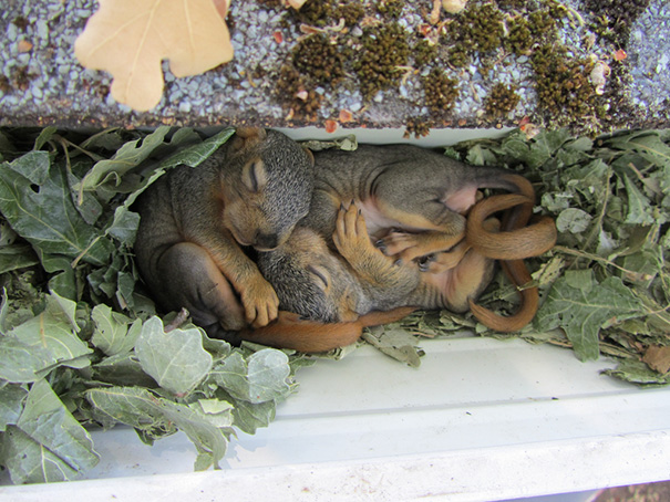 Squirrel Nest And Babies In Rain Gutter