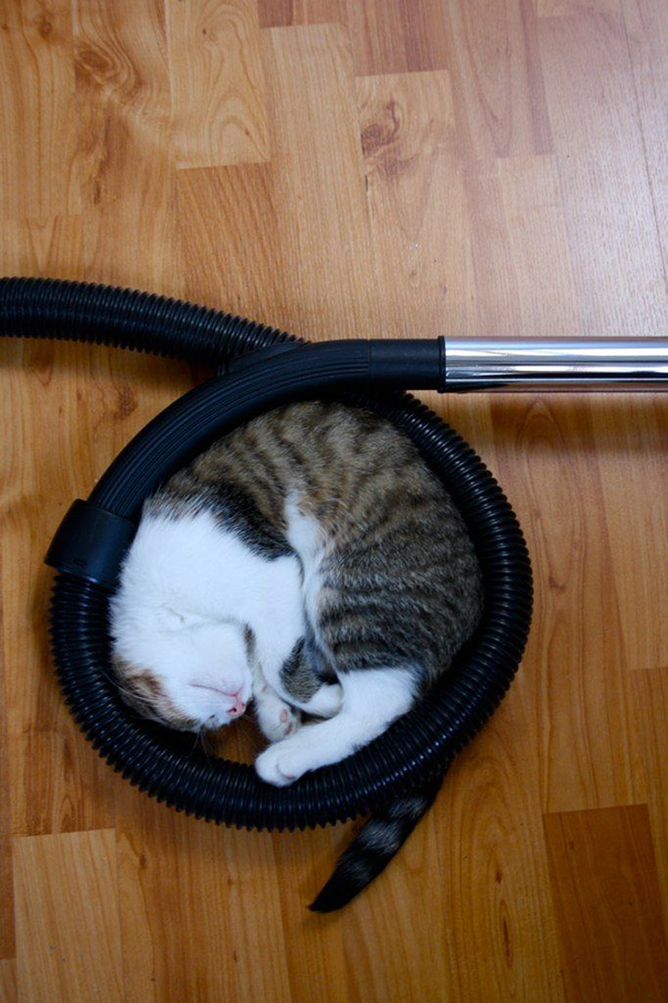 How Cats Help You Vacuum