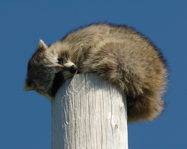 This Guy Was Sleeping On Top Of A 25 Foot High Pole On A Bare Headland