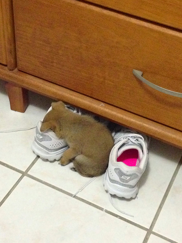 My Sister's Puppy Was So Tired, She Just Fell Asleep In Her Shoe