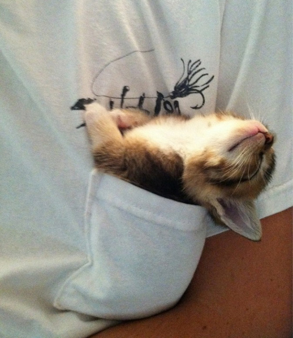 Happy Kitty In A Pocket
