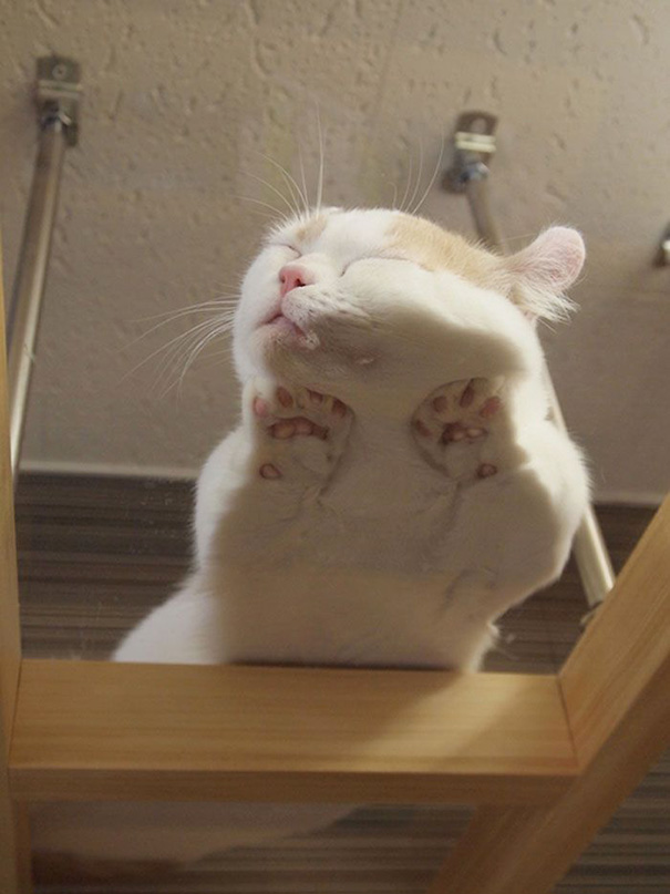 This Cat Sleeping On A Glass Table