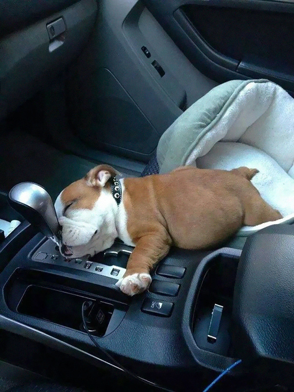 English Bulldog Puppy Fell Asleep In The Car
