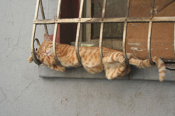 Cats Can Sleep Anywhere