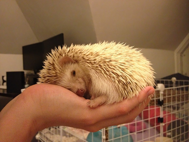 Our Hedgie Loves Sleeping In Momma's Hand