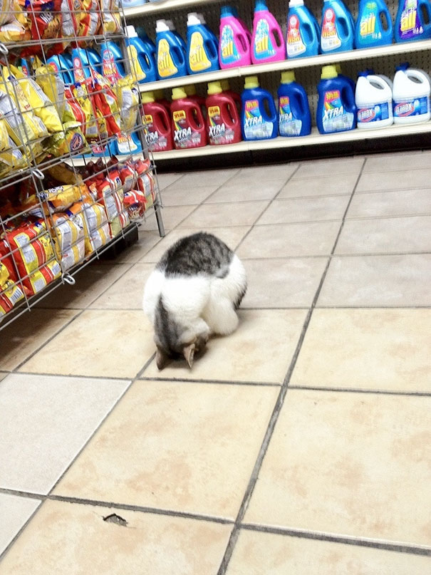 Sleeping In The Grocery Store