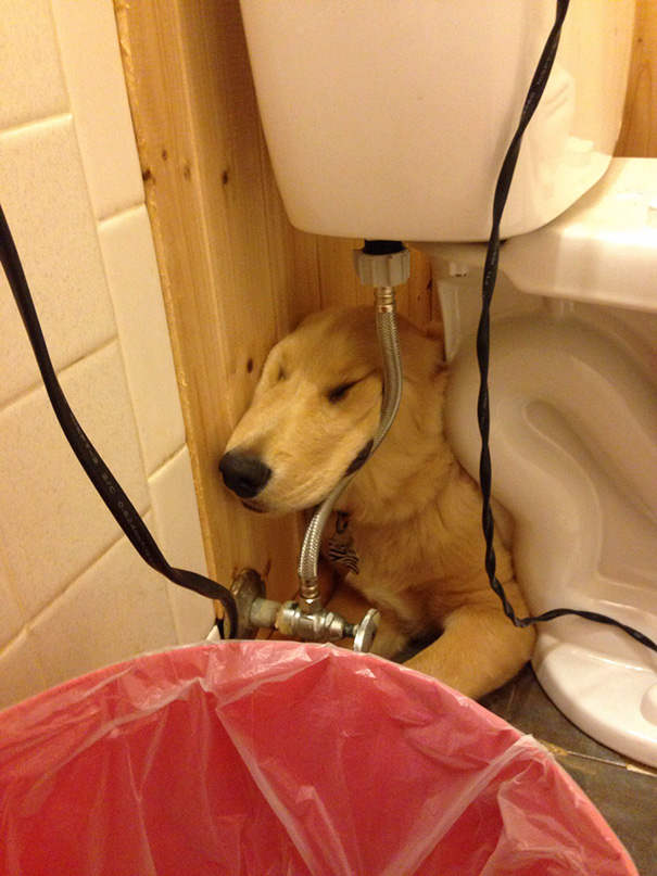 My Golden Retriever Likes To Sleep Under The Toilet