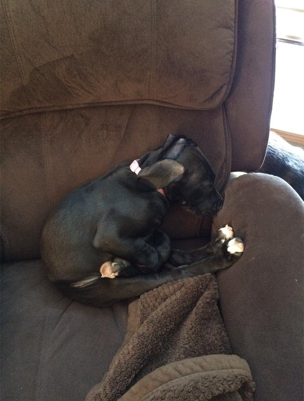 My Sister Caught Her New Great Dane Puppy Sleeping Like This