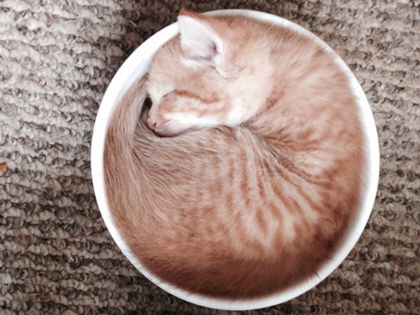 My Kitten Has Been Sleeping In A Bowl To Keep Cool