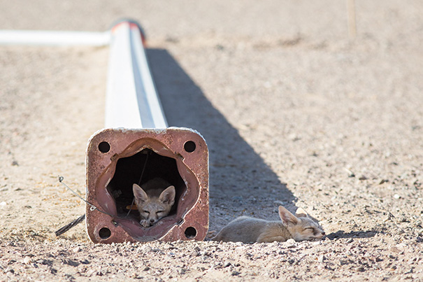Two Kit Fox Pups Rest At A Construction Site In Nevada